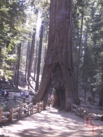 California, Tunnel Tree, Mariposa Grove, Giant Sequoia, Yosemite